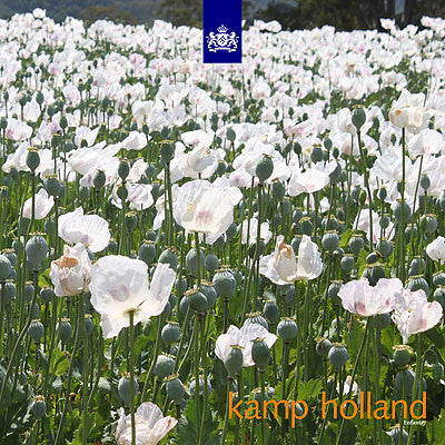 (Usado vg+) Various – Kamp Holland